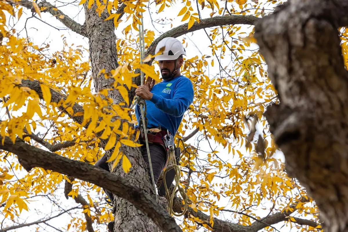 Skilled Tree Trimming crew working in Luray